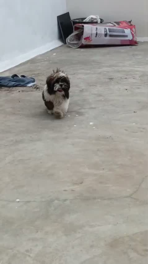 Shih Tzu | Black Color, farm video