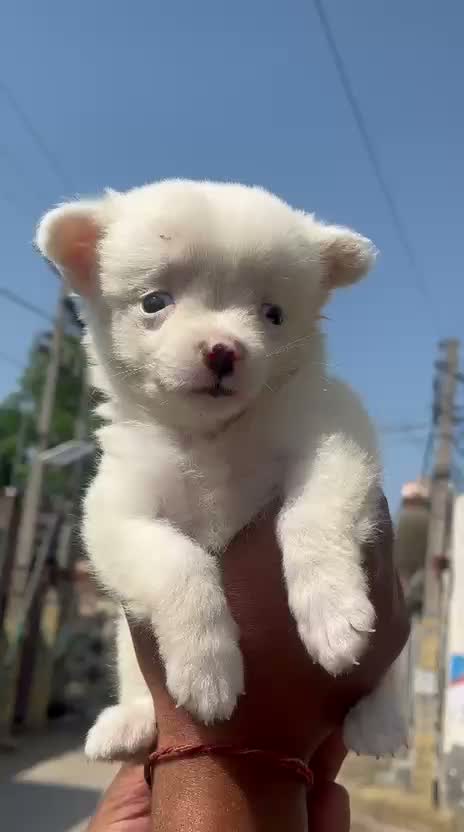Pomeranian Puppy, farm video