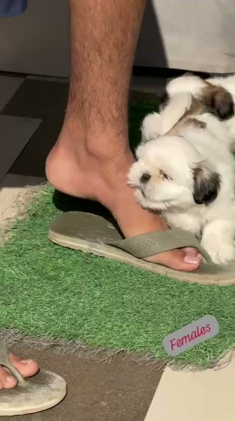 Shih Tzu | Black Color, farm video