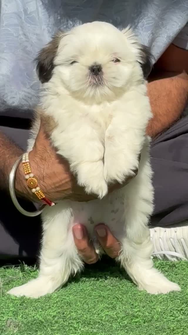 Shih Tzu | Black Color, farm video