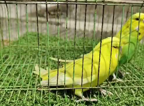 Red-rumped Parakeet, farm video