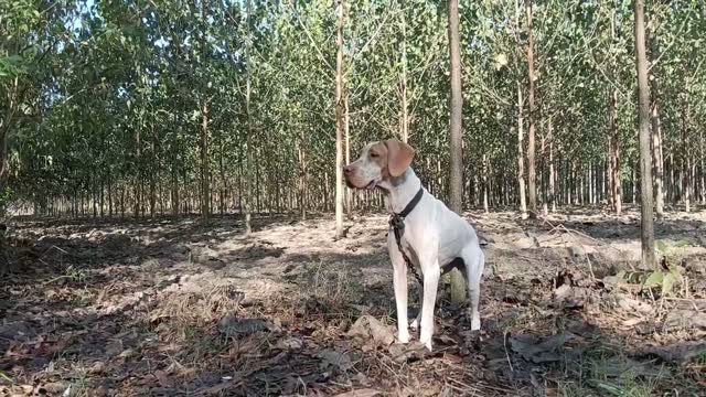 German Shepherd Puppy, farm video