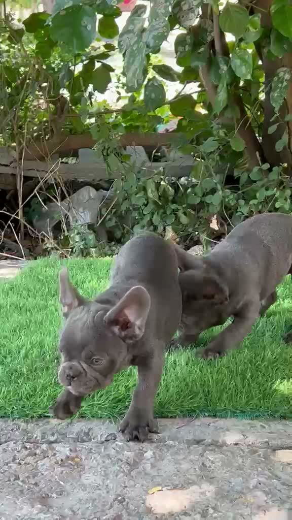 French Bulldog Puppy, farm video