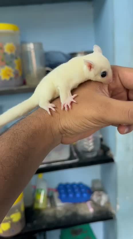 Sugar Glider | Grey, farm video