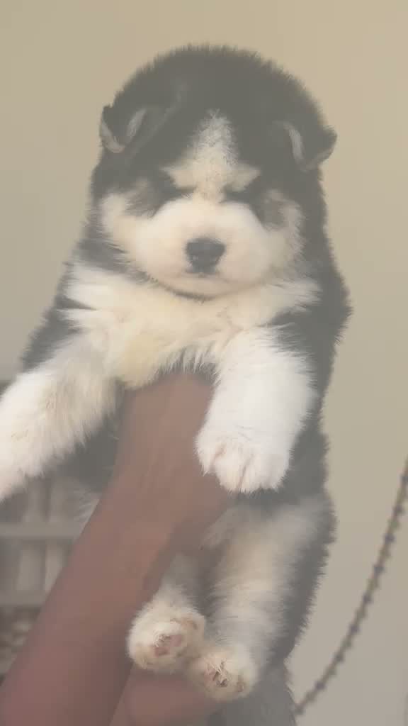 Siberian Husky Puppy | Black & White Color, farm video