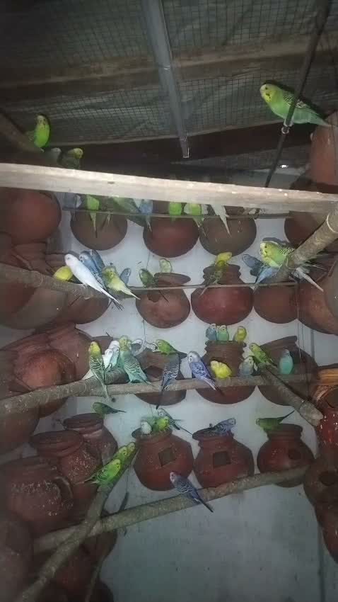 Budgies | Fallow, farm video