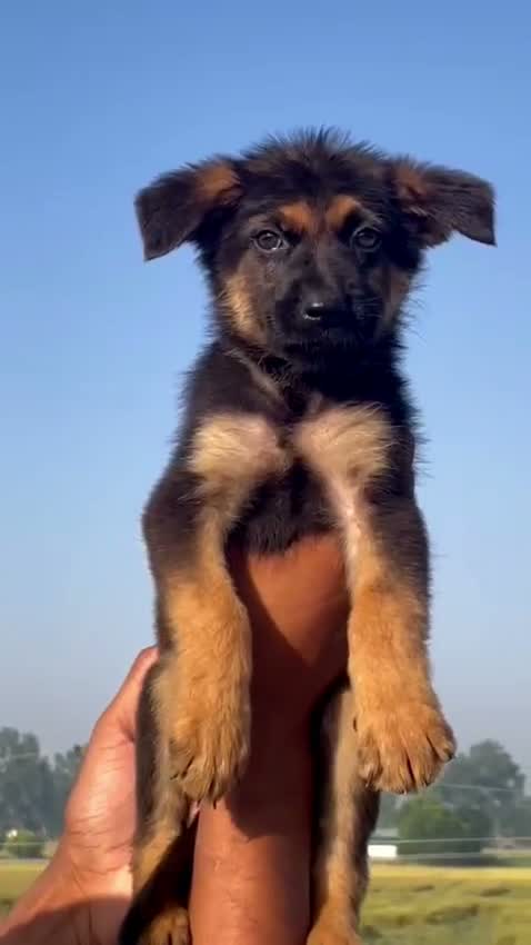 German Shepherd Puppy, farm video