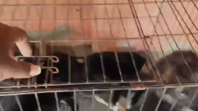 German Shepherd Puppy, farm video