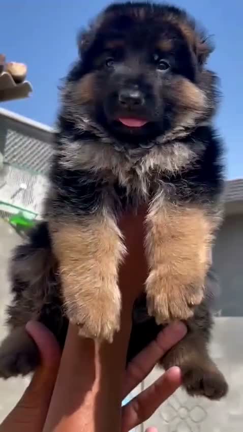 German Shepherd Puppy, farm video