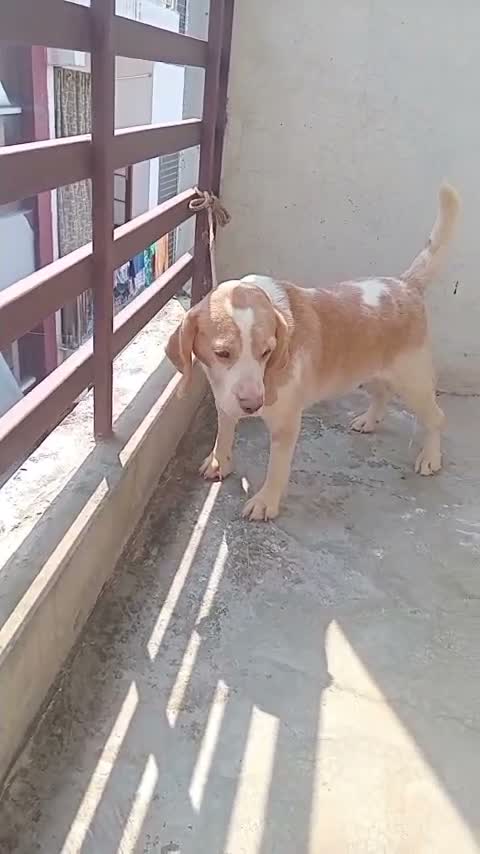 Beagle Black & Tan Puppy, farm video