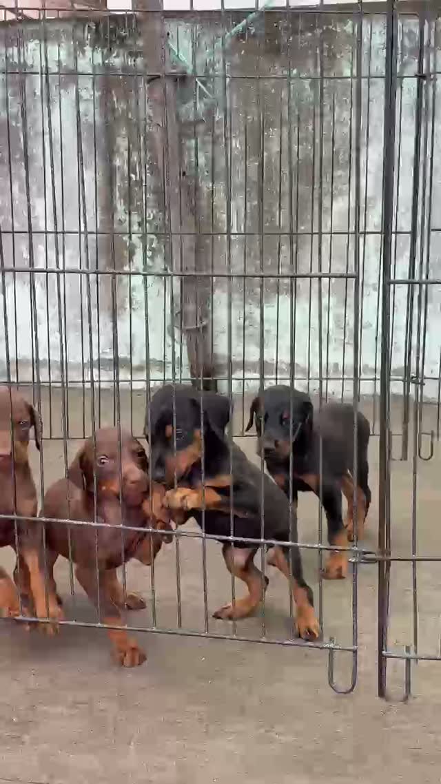 Doberman Pinscher Puppy, farm video