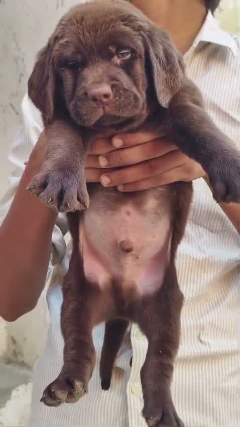 Beagle Black & Tan Puppy, farm video
