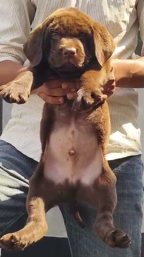 Beagle Black & Tan Puppy, farm video