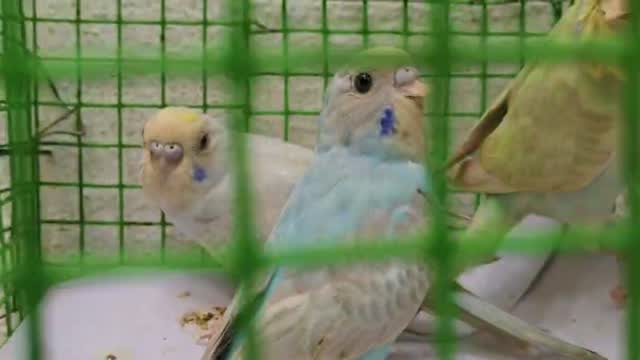 Budgies, farm video