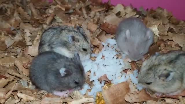 Dwarf Hamster Babies | Adults, farm video