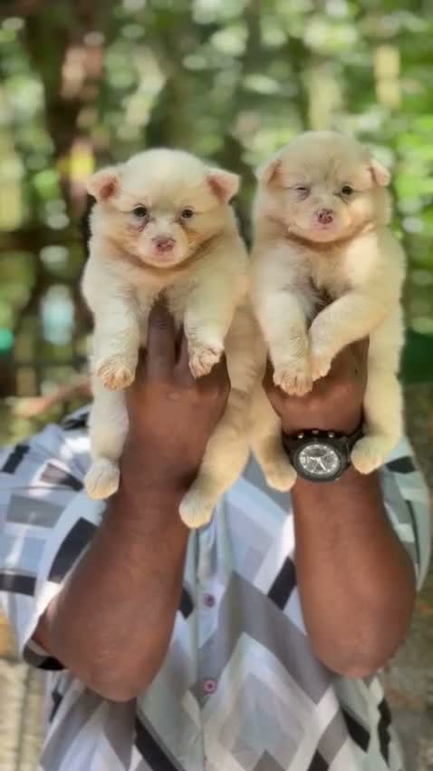 Pomeranian Puppy, farm video