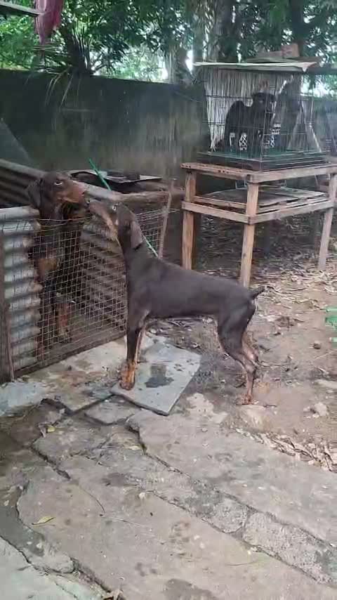 Doberman Pinscher Puppy, farm video
