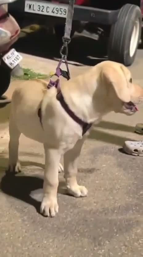 Beagle Black & Tan Puppy, farm video