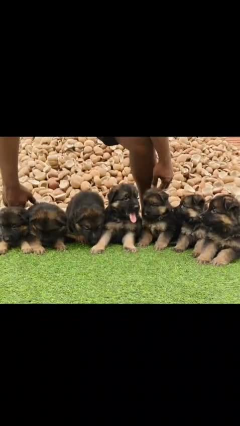 German Shepherd Puppy, farm video