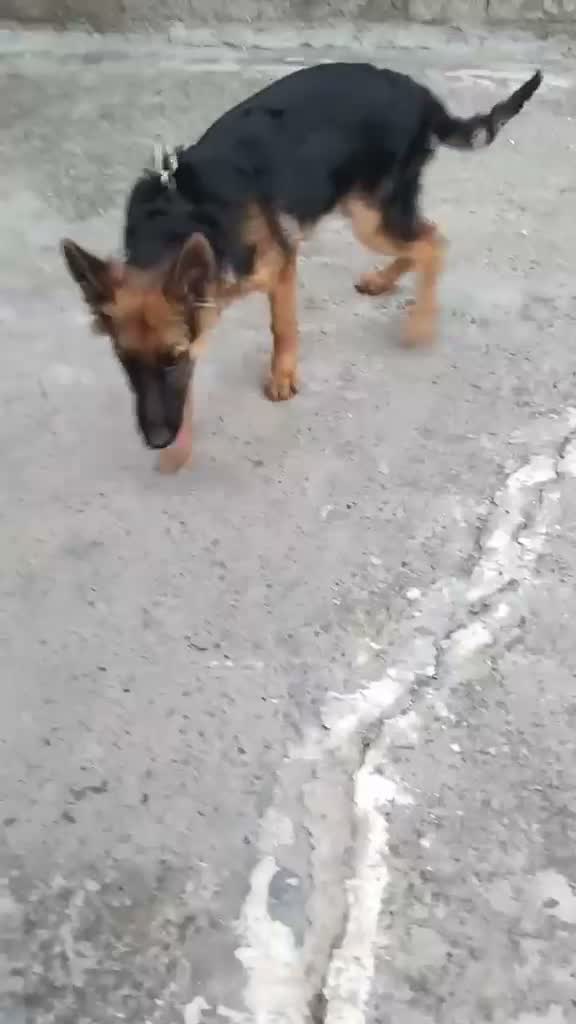 German Shepherd Puppy, farm video