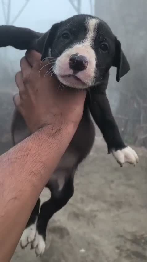 Pitbull Terrier Puppy, farm video