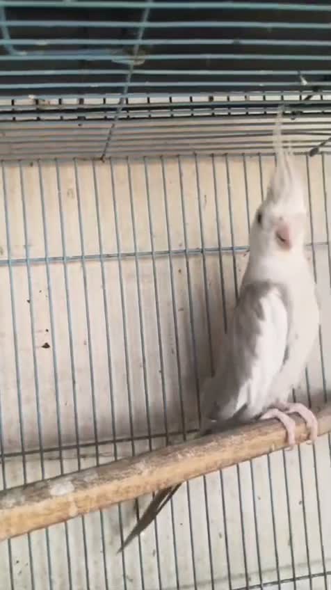 Cockatiel, farm video
