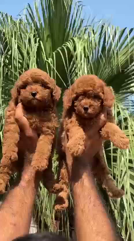 Standard Poodle Puppy | White, farm video