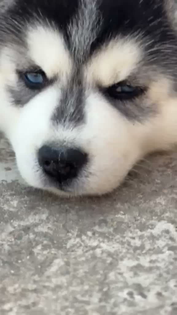Siberian Husky Puppy | Black & White Color, farm video