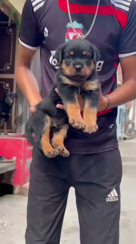 Rottweiler Puppy, farm video