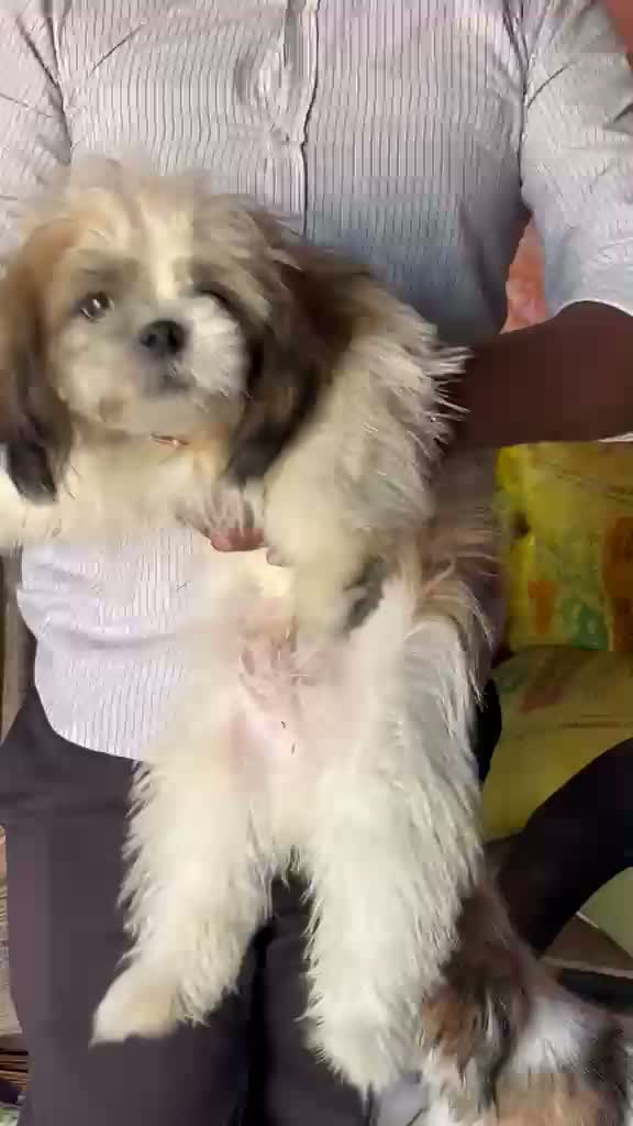 Shih Tzu | Black Color, farm video
