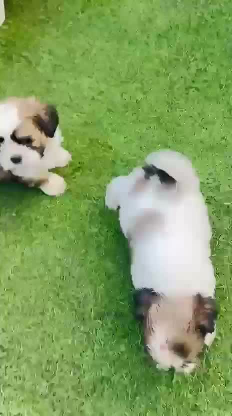 Shih Tzu | Black Color, farm video