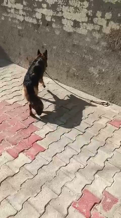German Shepherd Puppy, farm video