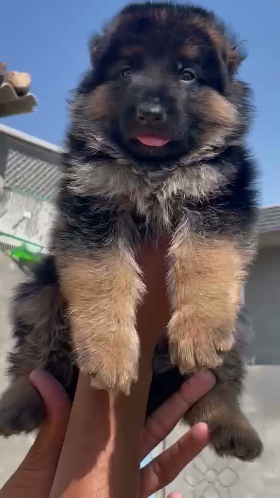 German Shepherd Puppy, farm video