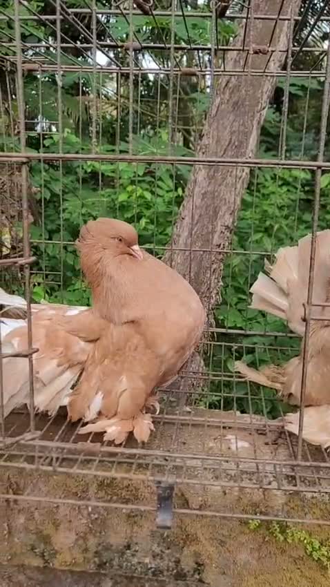 Chotiyal Pigeon, farm video