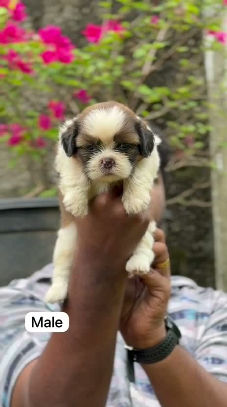 Dachshund Puppy | Brown & Tan, farm video
