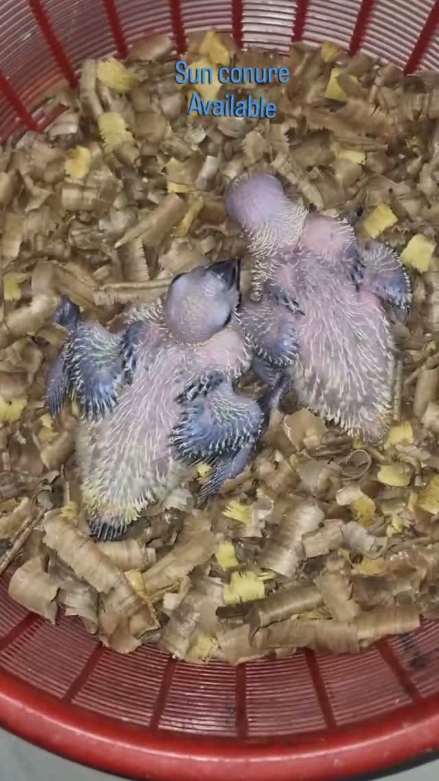 Sun Conure, farm video