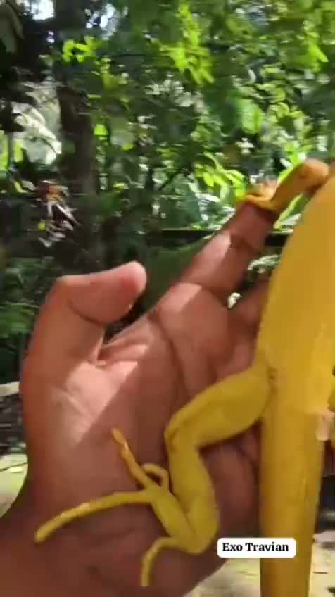 Iguana, farm video