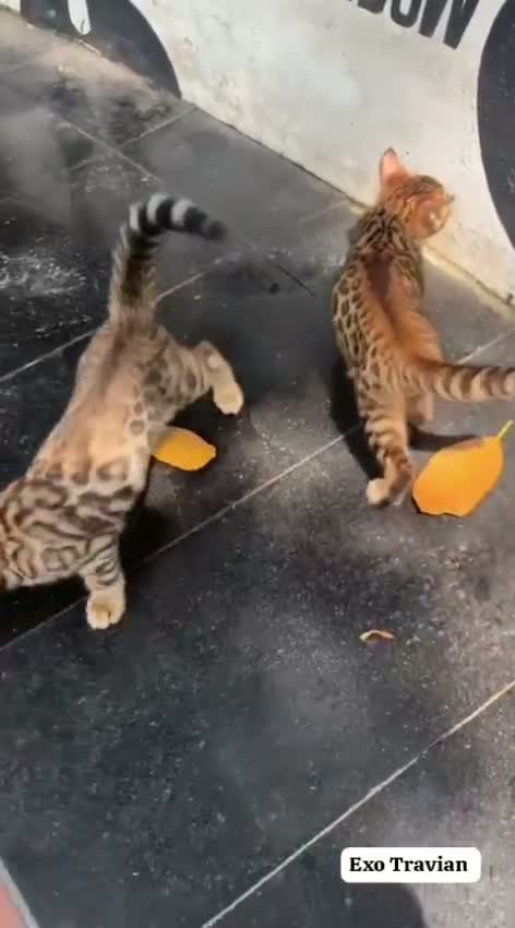 Bengal Kitten, farm video