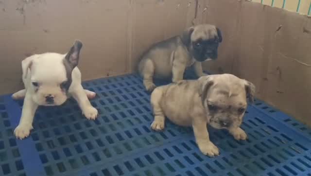 French Bulldog Puppy, farm video