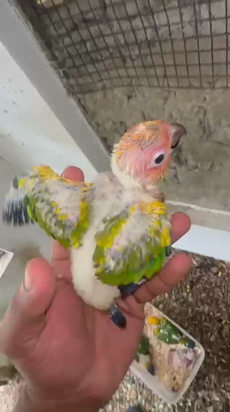 Sun Conure, farm video