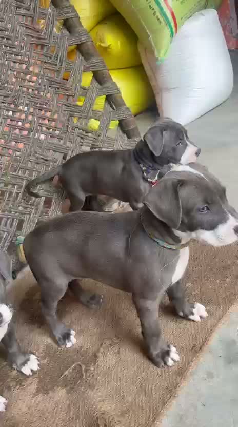 Pitbull Terrier Puppy, farm video