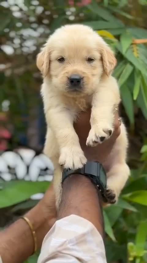Golden Retriever, farm video