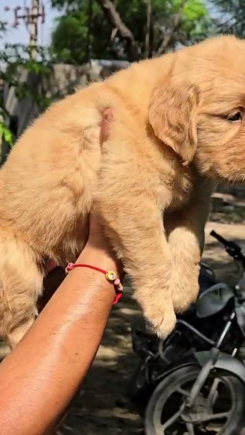 Chow Chow Puppies, farm video