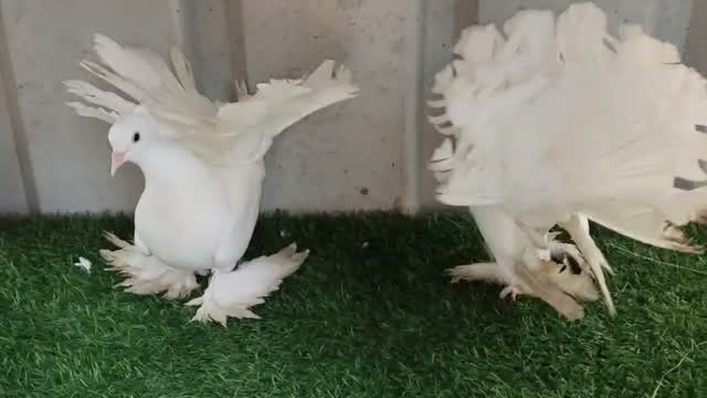 Chotiyal Pigeon, farm video
