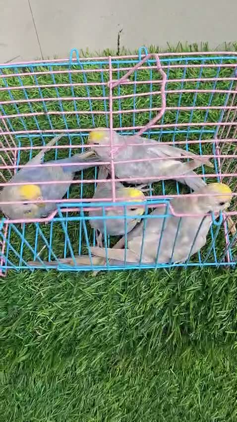 Budgies | Fallow, farm video