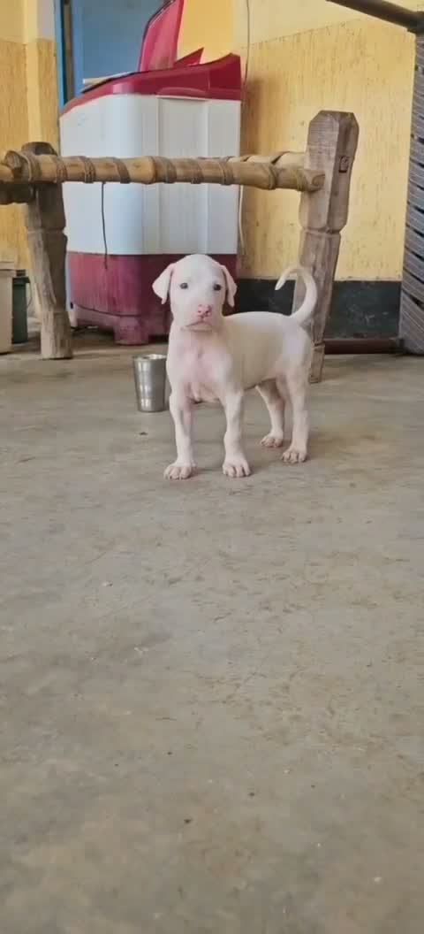 Bull Terrier Puppy, farm video