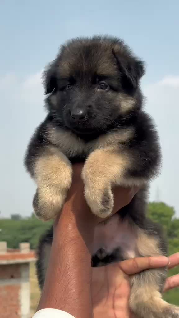 German Shepherd Puppy, farm video
