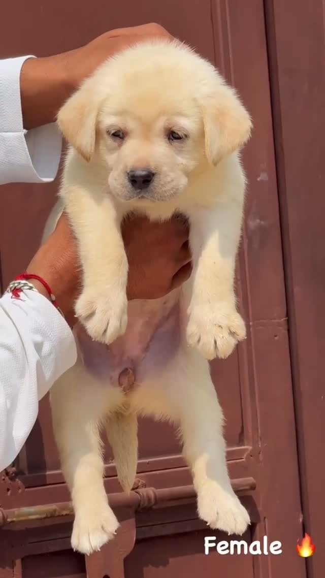 Beagle Black & Tan Puppy, farm video