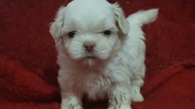 Shih Tzu | Black Color, farm video