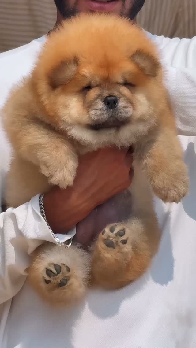 Chow Chow Puppies, farm video